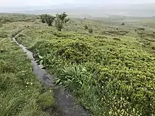 Hautes Chaumes du Forez en été.