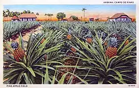 Champ d’ananas (Cuba)