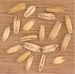 Grains d'avoine