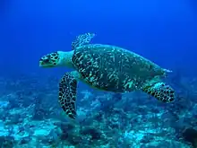 Tortue imbriquée