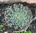 Asphodelaceae : Haworthia arachnoidea, feuilles succulentes.