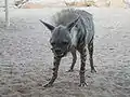 Hyène rayée