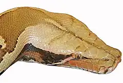 Description de l'image Head-Python breitensteini2.jpg.