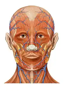 Anatomie de la tête, vue antérieure.