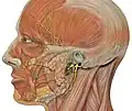 Muscles et innervation faciales