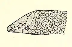 Description de l'image Head of Sphenocephalus pentadactylus.jpg.
