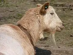 Une chèvre « motte » (sans corne).