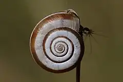 Description de l'image Heath snail (Helicella itala) banded form, apical.jpg.