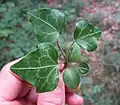 Hedera helix (Lierre). La forme des deux cotylédons est similaire à celle des premières feuilles