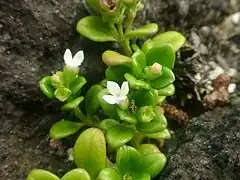 Description de l'image Hedyotis biflora var parvifolia flower02.jpg.