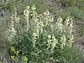 Hedysarum grandiflorum en fleurs dans la région de Saratov (Russie)