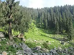 Forêt dans la réserve de Heerpora, près de Shopian.