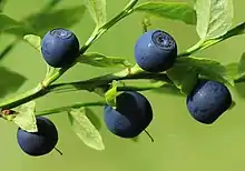 Petits fruits ronds d'un violet noir profond.