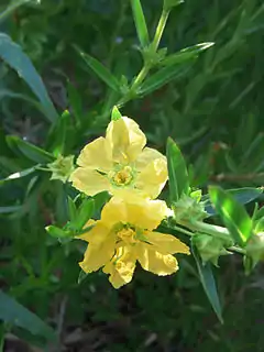 Description de l'image Heimia salicifolia flowers by Jules Jardinier.jpg.