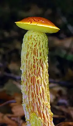 photo de Heimioporus betula