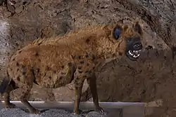 Reconstitution d'une Hyène des cavernes.