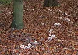 Photo de Clitocybe nebularis en faux cercle