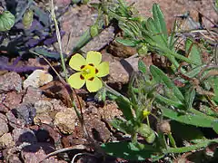 Hélianthème tachéTuberaria guttata