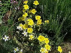 Description de l'image Helianthemum croceum.jpg.