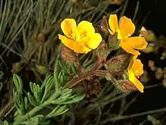 Description de l'image Helianthemum greenei.jpg.