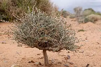 Helianthemum lippii, arbrisseau en association ectomycorhizienne avec Tirmania nivea (Boudnib, Maroc)