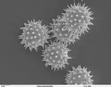 Grains de pollen échinulés d'Helianthus annuus (microscopie électronique)