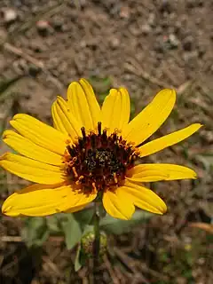 Description de l'image Helianthus pauciflorus (H. rigidus) (5020605591).jpg.