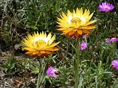 Xerochrysum subundulatum.