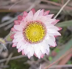 Description de l'image Helichrysum adenocarpum flower.jpg.