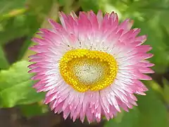 Cultivar à bractées blanc-rosé et disque central jaune.