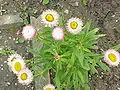 Xerochrysum bracteatum, autrefois Helichrysum bracteatum