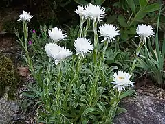 Description de l'image Helichrysum_lingulatum.jpg.