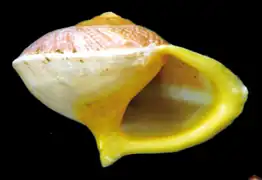 Une autre coquille d’H. rhodostoma. Sa hauteur est de 9,24 mm. Cette coquille montre la pointe columellaire.