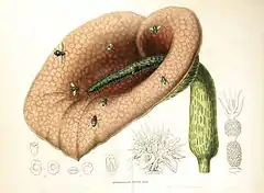 Description de l'image Helicodiceros muscivorus00.jpg.