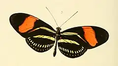 Description de l'image Heliconia hermathena - Illustrations of new species of exotic butterflies Heliconia II (cropped).jpg.