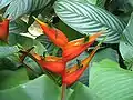 Heliconia stricta (Zingiberales, Heliconiaceae)