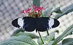 Exposition de papillons exotiques : Heliconius cydno.