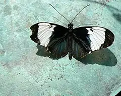 Description de l'image Heliconius cydno perched on a copper bowl.jpg.