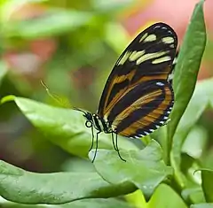 Description de l'image Heliconius ismenius, Jardín Botánico de Múnich, Alemania, 2013-01-27, DD 02.jpg.