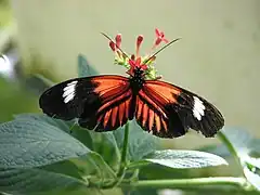 Description de l'image Heliconius melpomene.jpg.