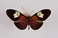 Heliconius xanthocles melote