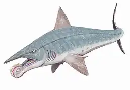 Reconstitution graphique d'Helicoprion bessonovi (ancienne hypothèse d'une mâchoire inférieure proéminente).