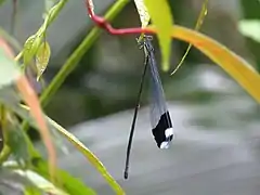 Megaloprepus caerulatus