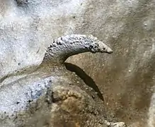 Structure minérale courbée se détachant de la paroi d'une grotte : un excentrique.