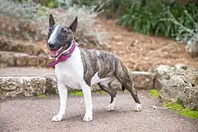 Bull-Terrier miniature femelle adulte