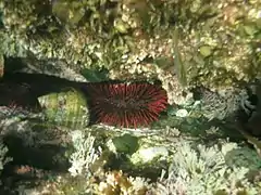 « Red tipped urchin » (Heliocidaris tuberculata), Australie et Nouvelle-Zélande.