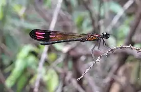 ♂