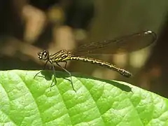 ♀