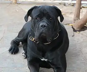 Cane corso de deux ans.