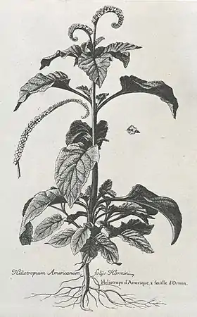 Heliotropium americanum foliis HorminiHéliotrope d'Amérique à feuille d'Ormin(Heliotropium indicum, L.)